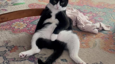 The Sitting Cat