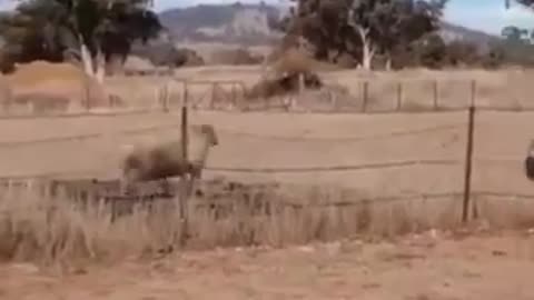 This cow is really good at playing. 😅