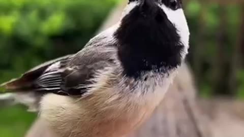 Bird camera
