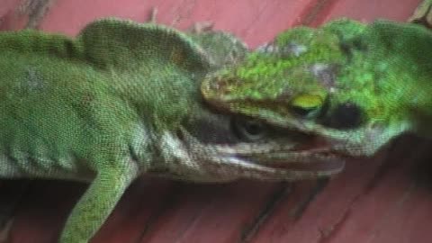 🐊Lizards Fighting💪 Check It Out!!🦎