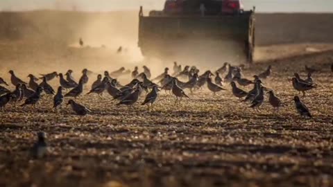 Gebeizten Saatgut ❓😳