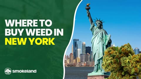 Where to Buy Weed in New York: A Guide to In-Store Shopping