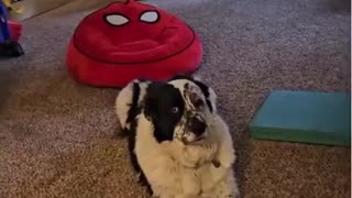 😱😂 Last Straw Alert! Susan, Watch Out for Those Trucks! | FunFM