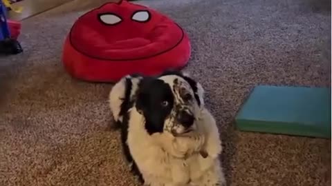 😱😂 Last Straw Alert! Susan, Watch Out for Those Trucks! | FunFM