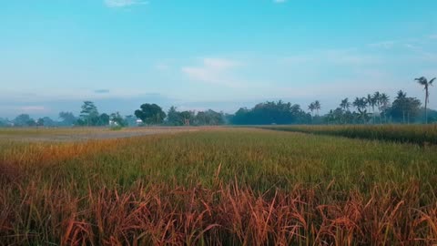 4K Serene Dawn: Tranquil Rice Fields at Sunrise