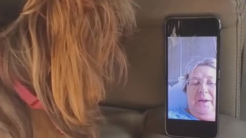 Yorkie on her cellphone