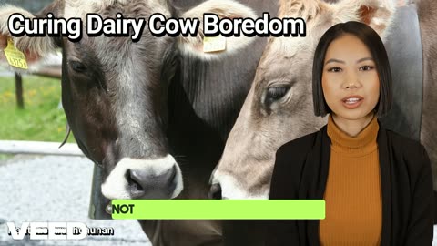 Curing Dairy Cows Boredom:Simple Solutions for Happier,Healthier Cows
