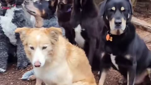 Os cachorros lindos