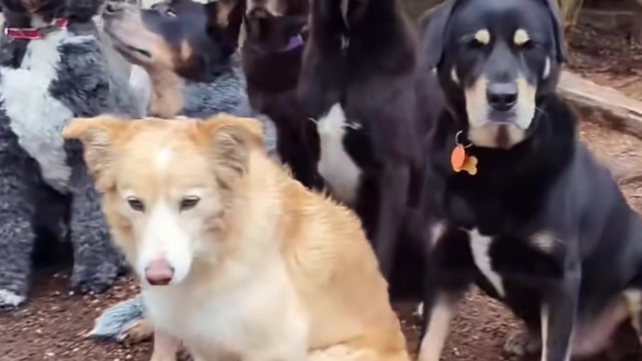 Os cachorros lindos
