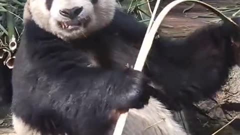 WARNING: This Panda Might Make Your Day!