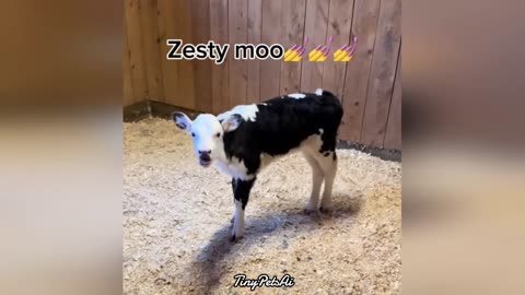 You Laugh You Lose | Funny Animals