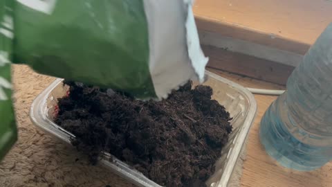 Growing Coriander