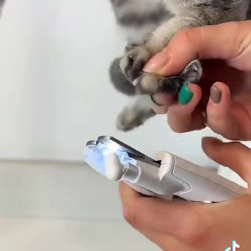 Cute cat bathing videos ❤️🥺