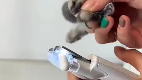 Cute cat bathing videos ❤️🥺