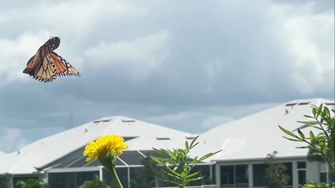 Monarchs on My Flowers