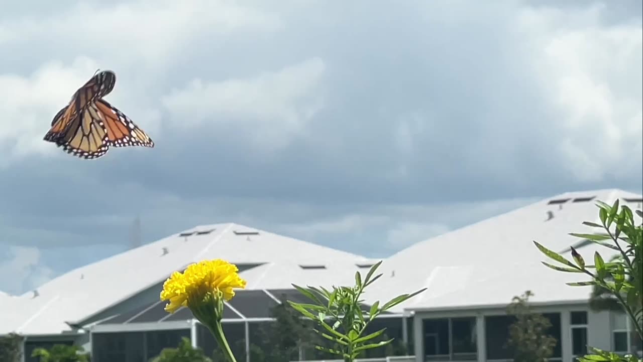 Monarchs on My Flowers