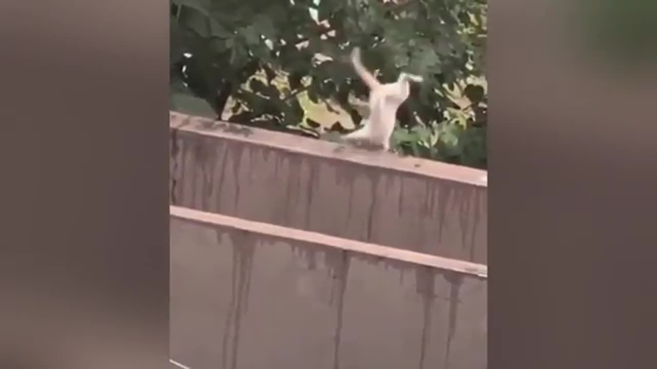 Cat funny