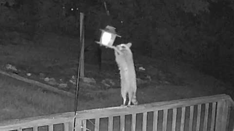 Reggie The Raccoon