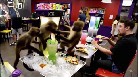 Over 5 Monkeys Roam Around A Taco Bell Restaurant Fake Funny Parody Video With Live Commentary