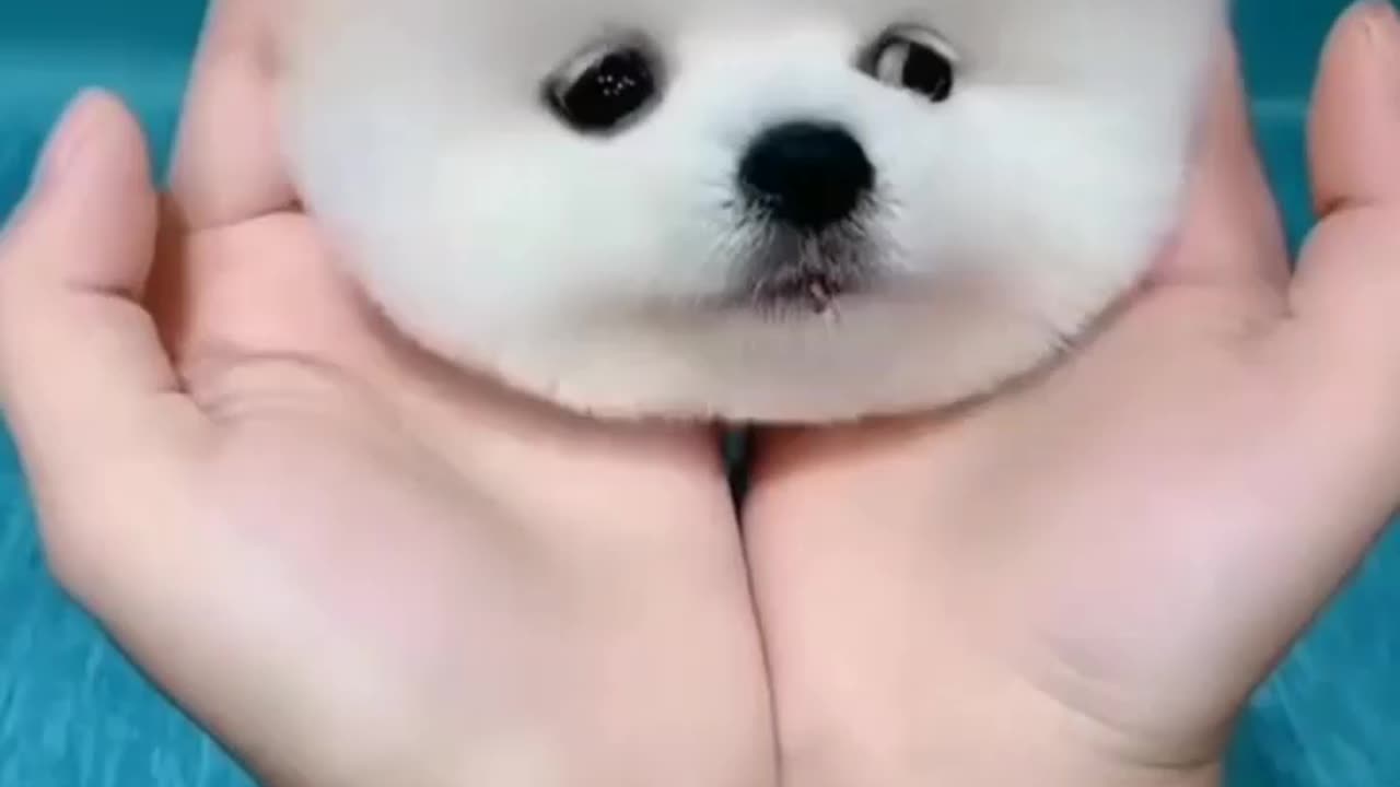 Cute little dog ❤❤💜