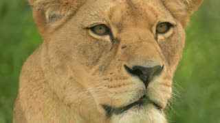 Is it Over Yet? ~ Week 26 Numerology Energy ~ June 25 to July 1, 2025
