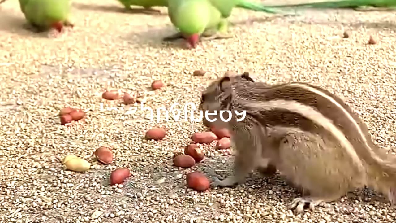 Most smart animal 🐿️