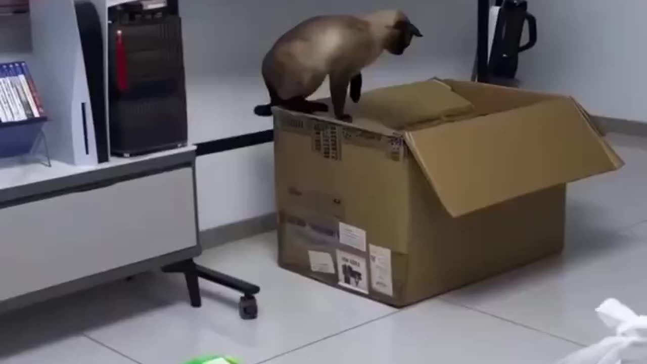 Cat's cute