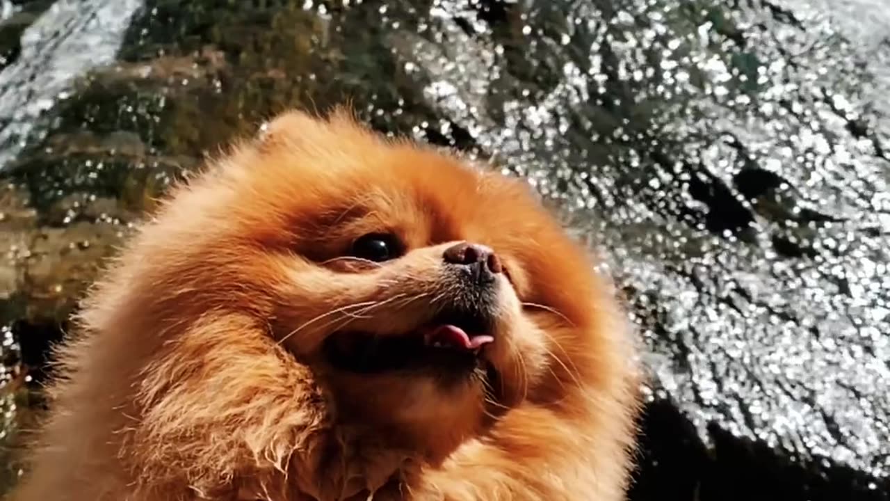 Look by Dog