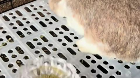 When you're DONE with dinner... and you just want to leave 🐰🍽️ #Mood