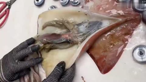 How to clean and prep squid for cooking