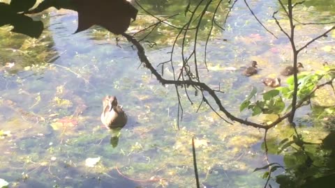 One little, two little, three little ducks. And its mother.