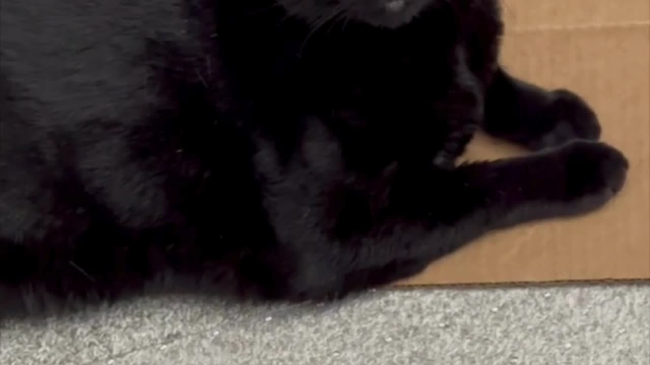 Cute Precious Piper Shows Her Sweet Face - Adopting a Cat from a Shelter Vlog #shorts
