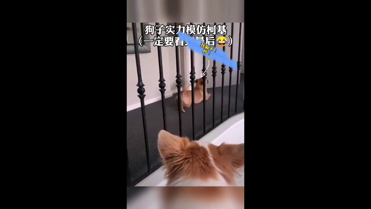 Funny dog