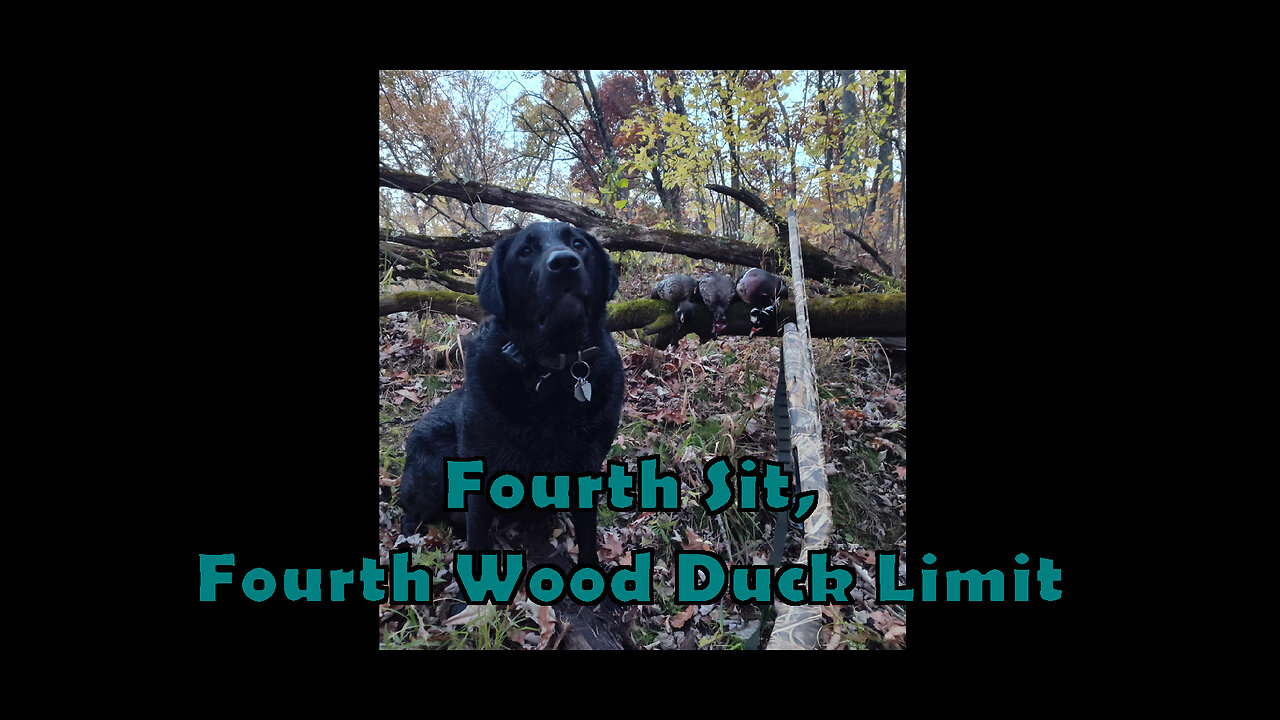 Fourth Sit, Fourth Wood Duck Limit