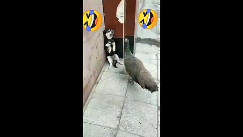 # Funny 😂🤣 videos comedy