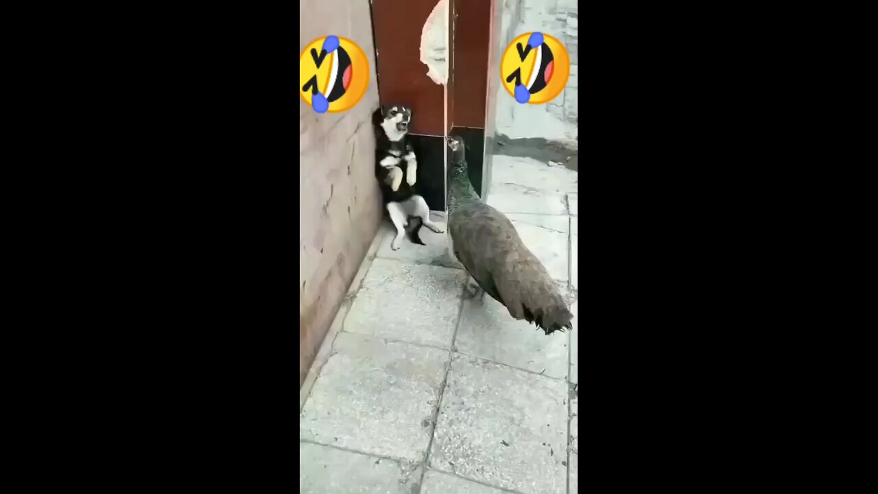 # Funny 😂🤣 videos comedy