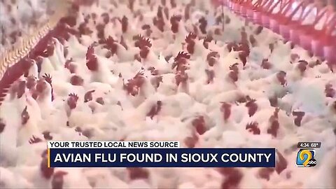 "Understanding Iowa Governor's Unprecedented Chicken Emergency Declaration: SEO Analysis"