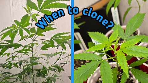 When to Take Cannabis Clones