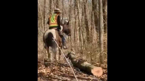 Avi helping clear trail 3 April 2025