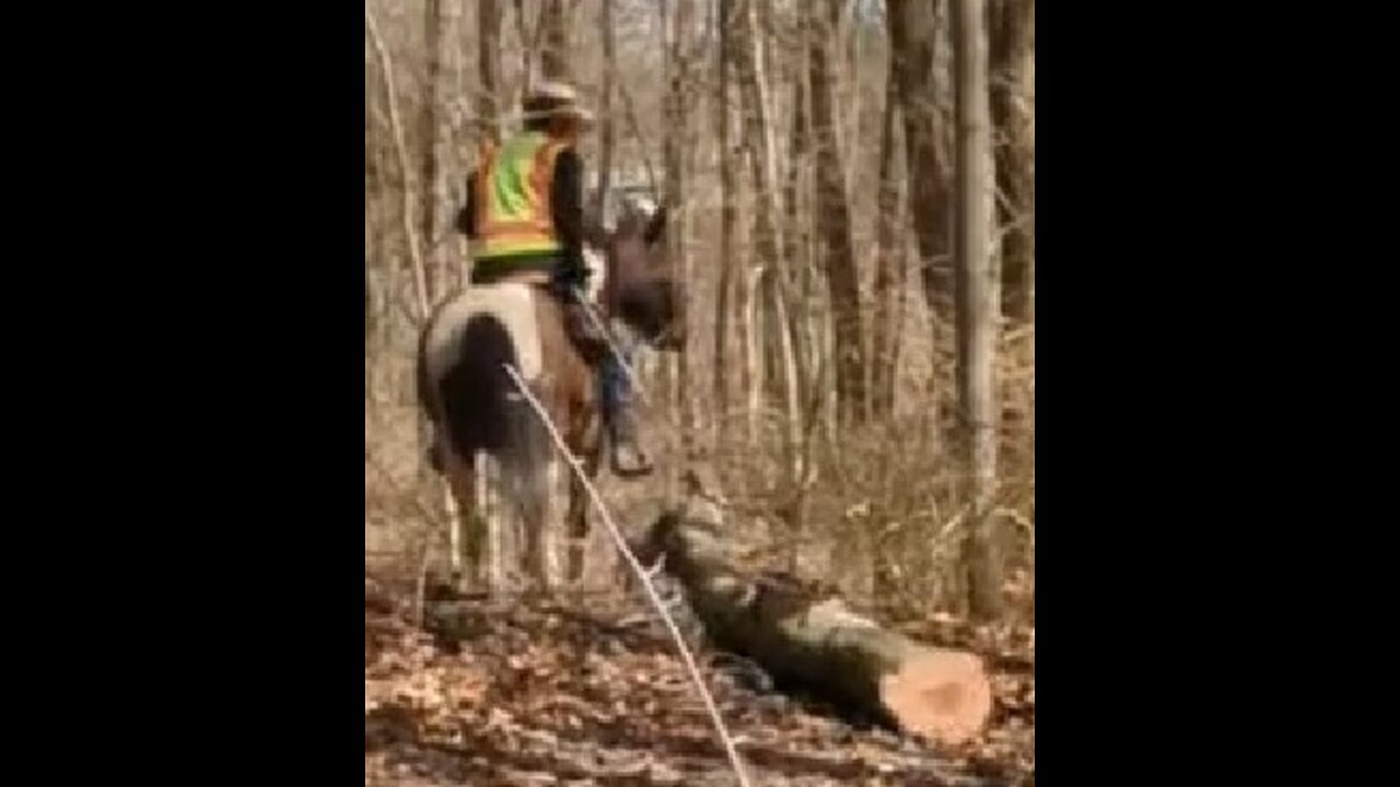 Avi helping clear trail 3 April 2025