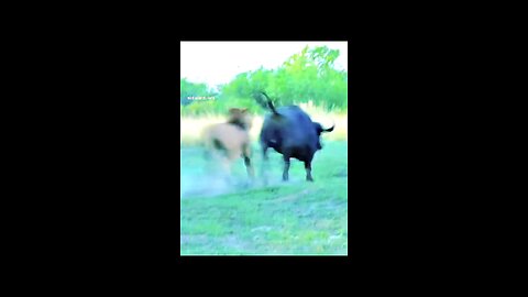 Explore Wild Anomals World
