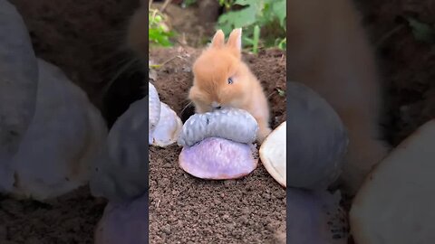 Little rabbit eats August fruit Cute pet debut plan Rabbit