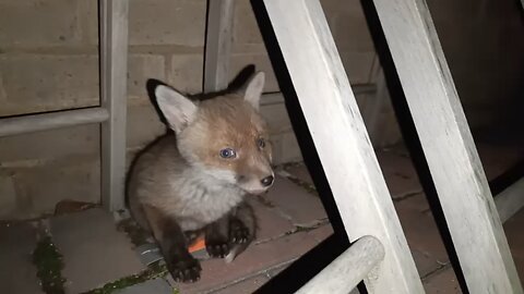 Baby fox