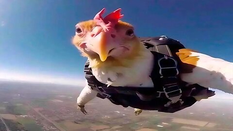 Funniest Animal Videos Ever