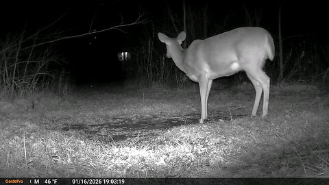 Deer Cam Doe Eating While Light Goes On Back Porch Taken On New Camera 1 16 2026 Game Cam Trail Cam