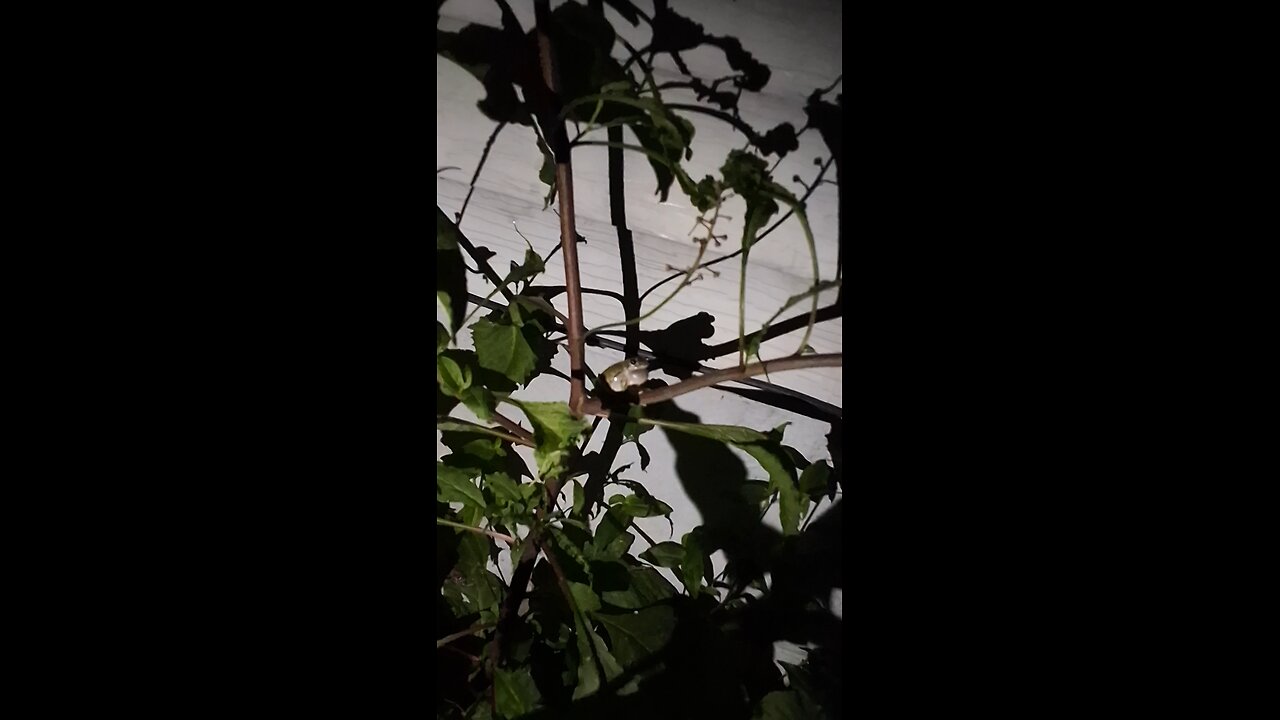 Tree Frogs