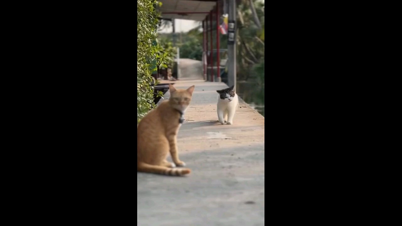 Cute cats, love together, #catlover #cat #catlovers