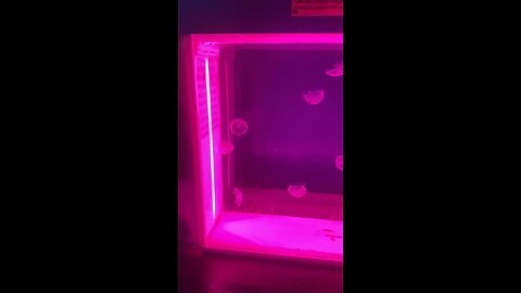 Jellyfish!