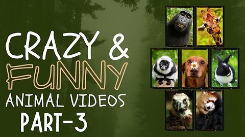 Best Funny Animal Videos 2025 Part-3