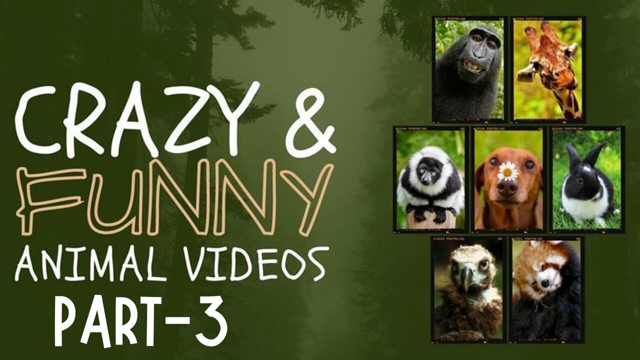 Best Funny Animal Videos 2025 Part-3
